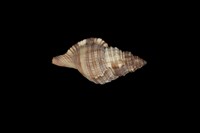 藏品(毛法螺)的圖片